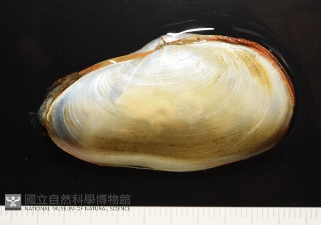 船形(公代)薄殼蛤藏品圖，第6張