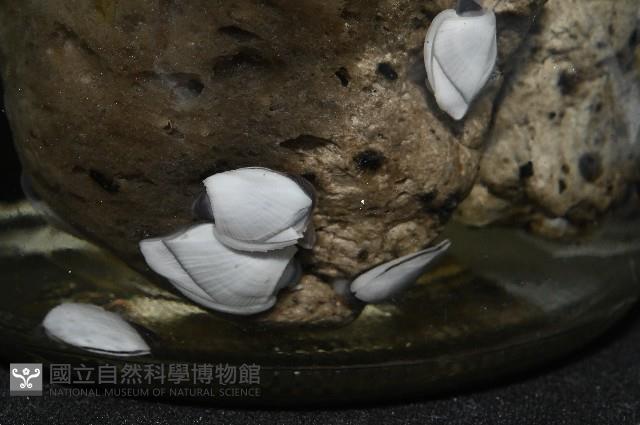 鵝茗荷藏品圖，第6張