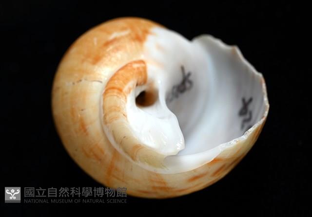 彩繪型深溝鳳螺藏品圖，第6張