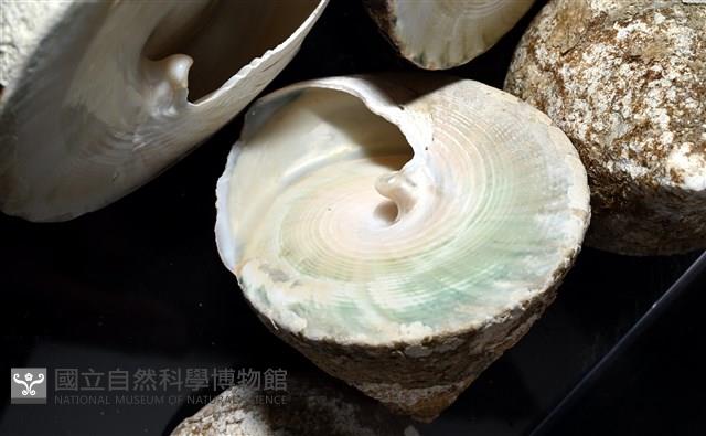 銀塔鐘螺藏品圖，第6張