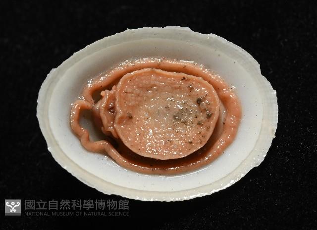 尖頂梳齒笠螺藏品圖，第6張