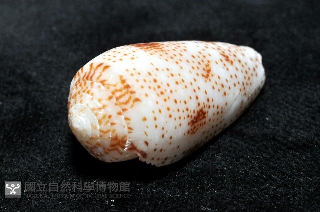 飛蠅芋螺藏品圖，第6張