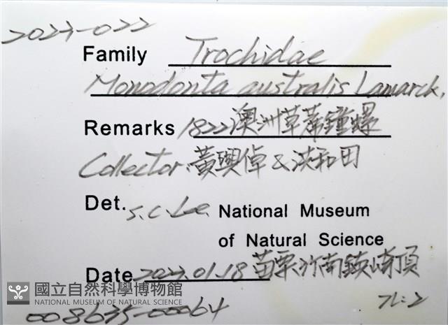 澳洲草蓆鐘螺藏品圖，第6張
