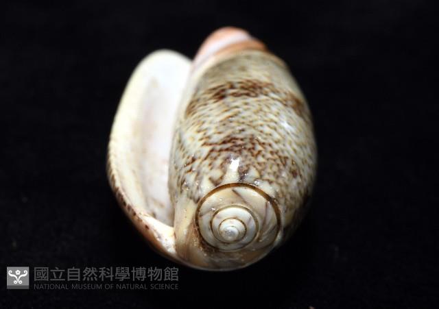 金唇榧螺藏品圖，第6張