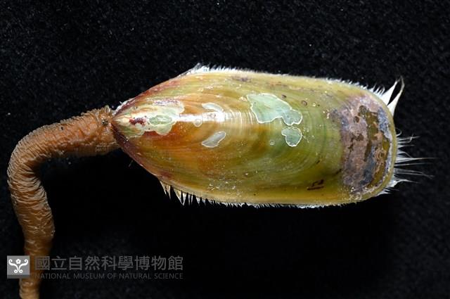 亞氏海豆芽藏品圖，第6張
