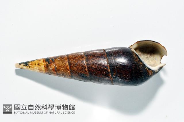 黑蜷藏品圖，第6張