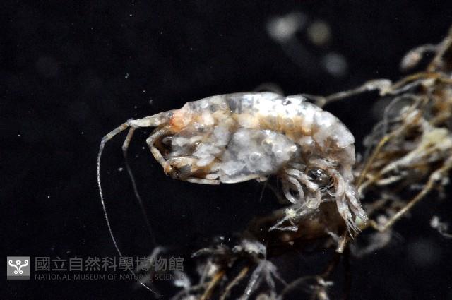 未知種端足類藏品圖，第6張