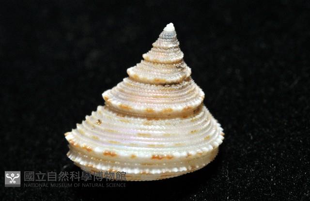 麗口螺之一種藏品圖，第6張