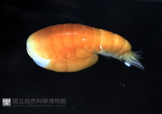 未知種隱首鉤蝦藏品圖，第6張