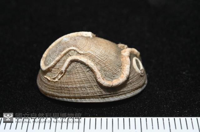 尖頂梳齒笠螺藏品圖，第6張