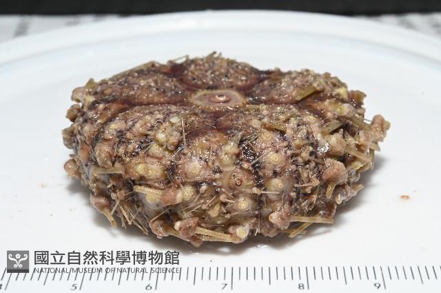 裸隱肛海膽藏品圖，第6張