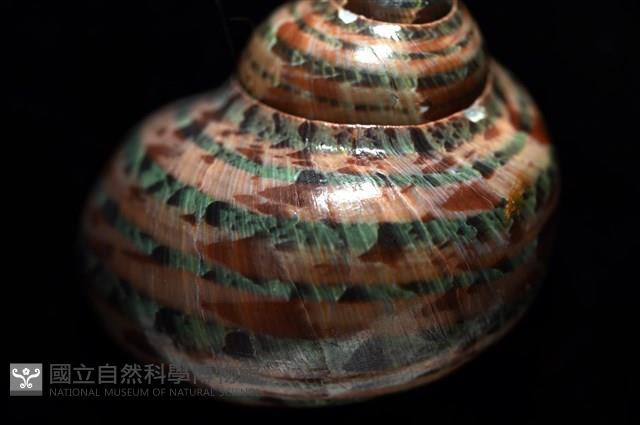 貓眼蠑螺藏品圖，第6張