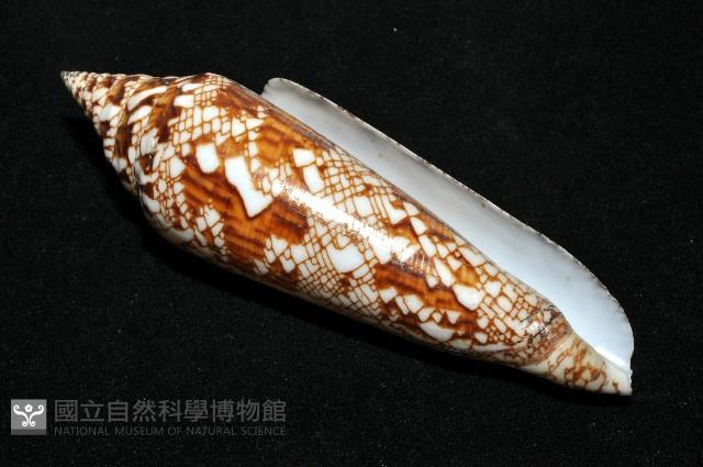 孟加拉芋螺藏品圖，第6張