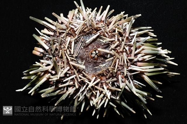梅氏長海膽藏品圖，第6張