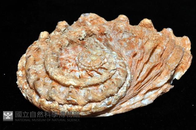 旋梯鮑螺藏品圖，第6張