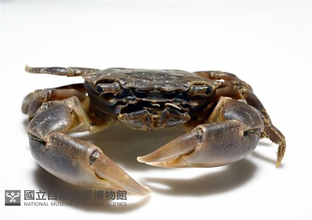 平背蜞藏品圖，第6張