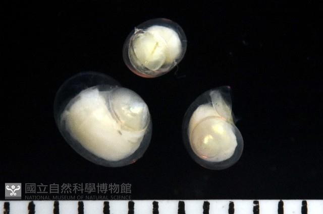 馬蹄螔螺藏品圖，第6張