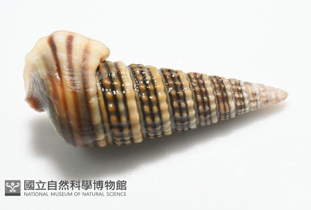 栓海蜷藏品圖，第6張