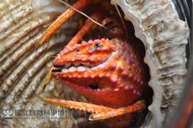 印紋真寄居蟹藏品圖，第6張