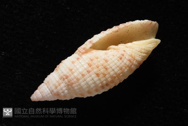 蝶斑筆螺藏品圖，第6張