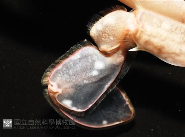看守長眼蟹藏品圖，第6張