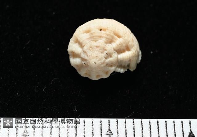 換日線花冠螺藏品圖，第6張