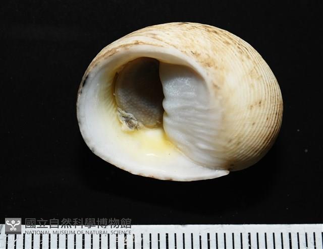 高腰蜑螺藏品圖，第6張