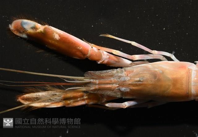 劍脊槍蝦藏品圖，第6張