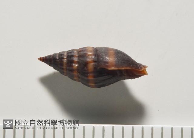 明光蛹筆螺藏品圖，第6張