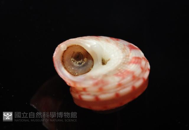 微風蠑螺藏品圖，第6張
