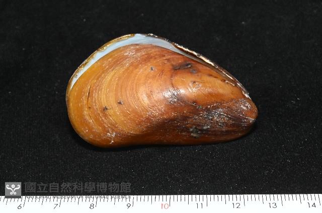 平端深海殼菜蛤藏品圖，第6張