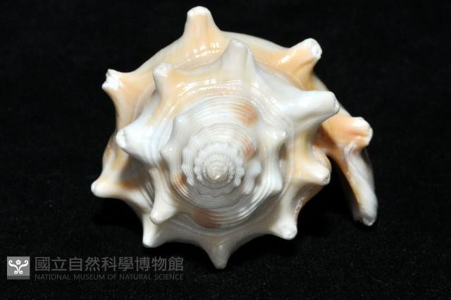 金拳鳳凰螺藏品圖，第6張