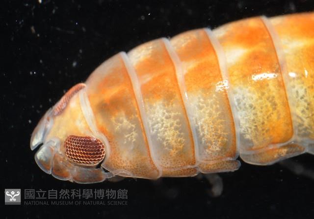 道氏紡錘水虱藏品圖，第6張
