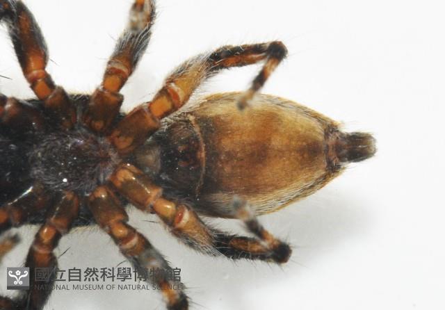雙帶扁蠅虎藏品圖，第6張