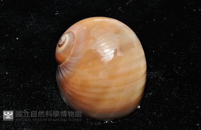 未知種扁玉螺藏品圖，第6張