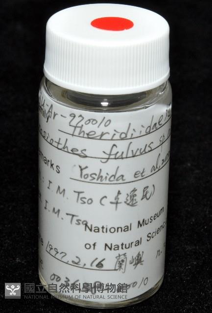 黃克羅蛛藏品圖，第6張