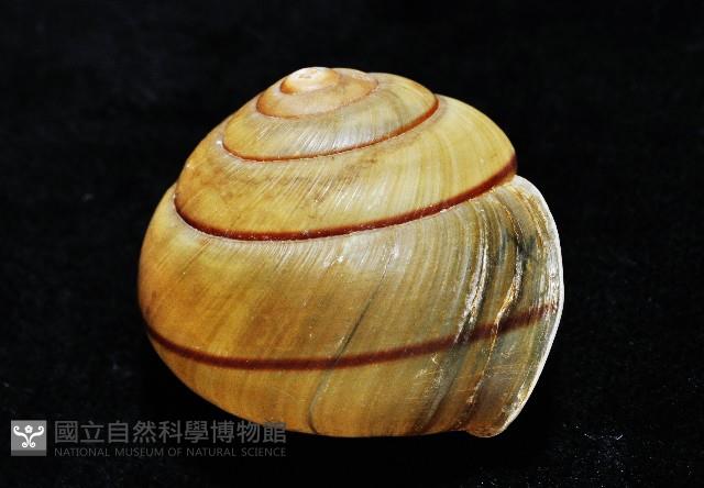 金崙栗蝸藏品圖，第6張