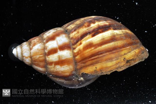 白玉蝸牛藏品圖，第6張