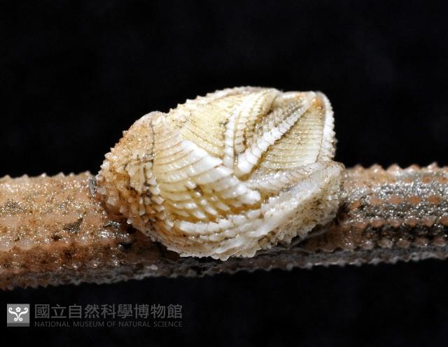 信天翁紐曼花籠藏品圖，第6張