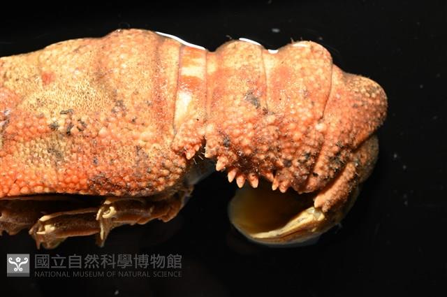 韓氏擬蟬蝦藏品圖，第6張