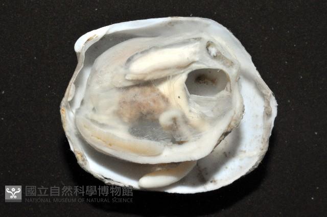 索足蛤藏品圖，第6張