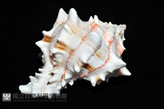 紅甘藍骨螺藏品圖，第6張