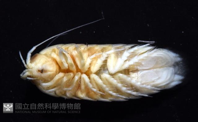 道氏紡錘水虱藏品圖，第6張