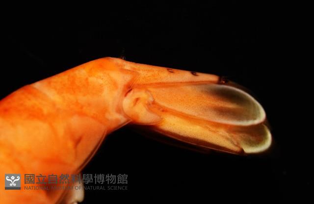 貪食沼蝦藏品圖，第6張