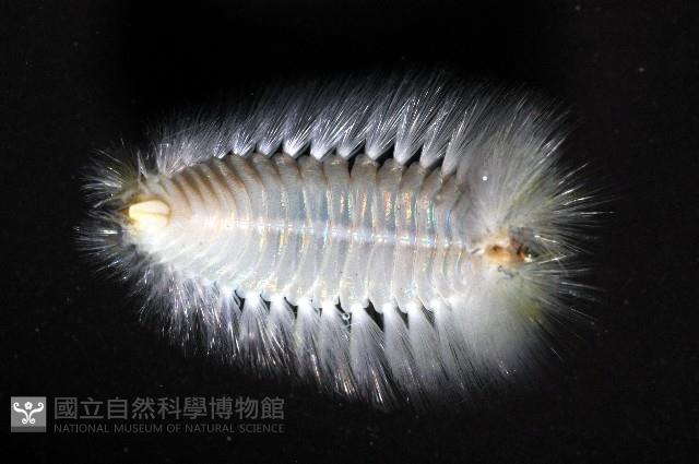 未知種仙蟲藏品圖，第6張