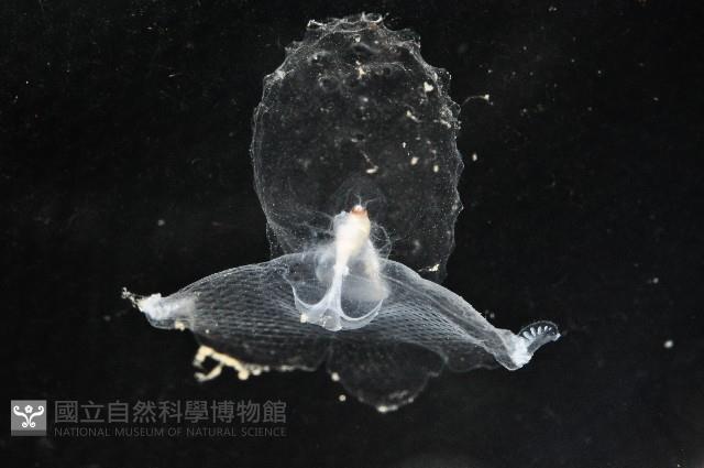冕螺藏品圖，第6張