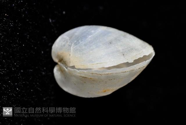 登錄號:006900-00010藏品圖，第6張