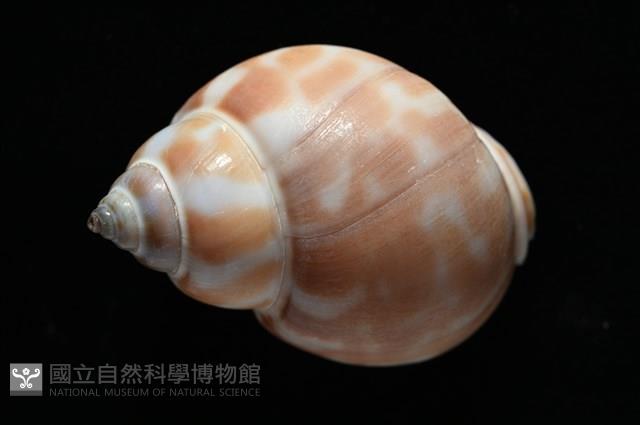 妃珍鳳螺藏品圖，第6張