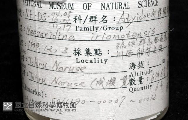 西表島新米蝦藏品圖，第6張