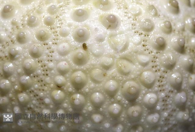梅氏長海膽藏品圖，第6張